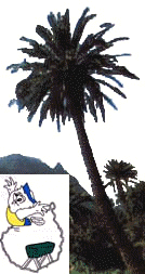 palme_frei.jpg (18255 Byte)